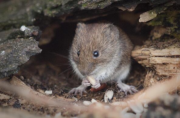 bank vole