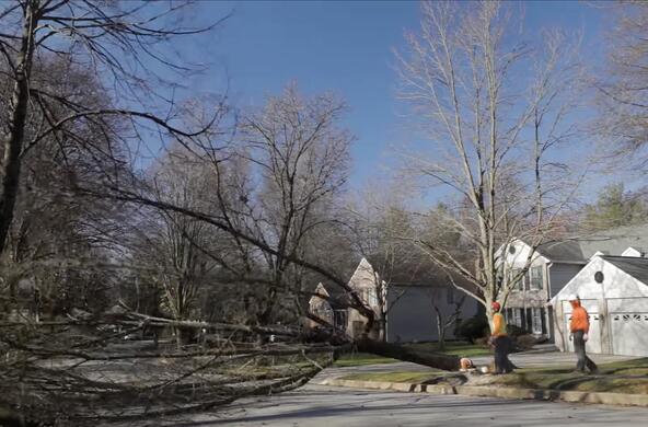 emerald ash borer tree removal