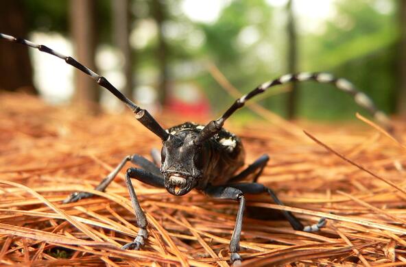 asian longhorned beetle