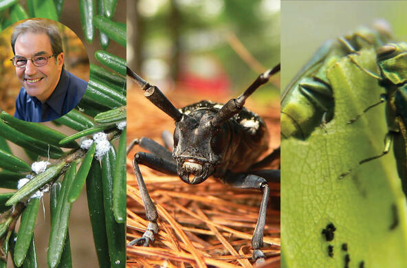 invasive pests