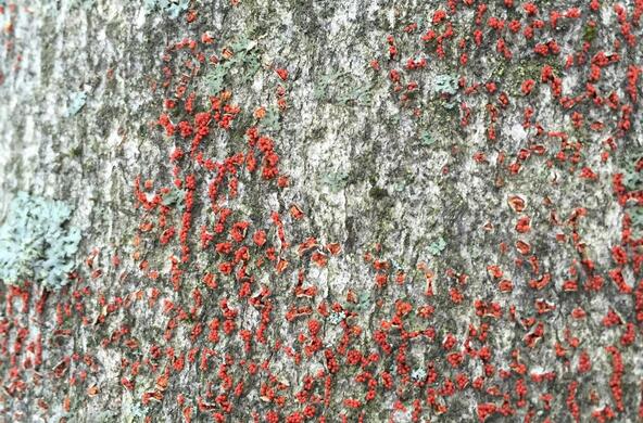 beech bark disease