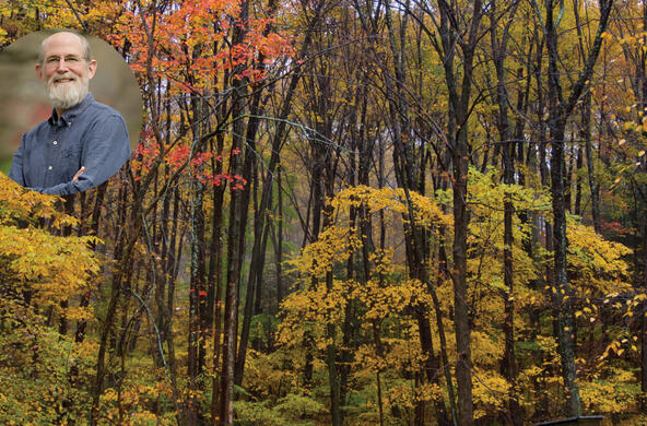 forest walk