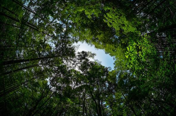 tree canopy