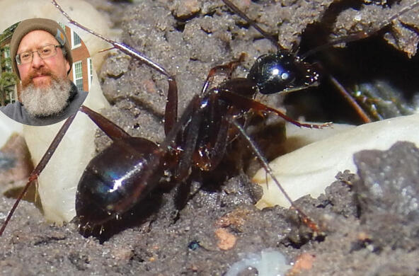 ant with egg cc  Rubberducky53171