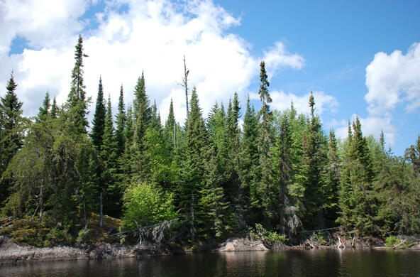 ontario_boreal_forest