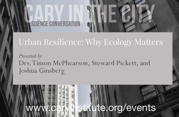 urban resilience