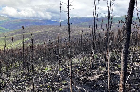 wildfire cc hansen