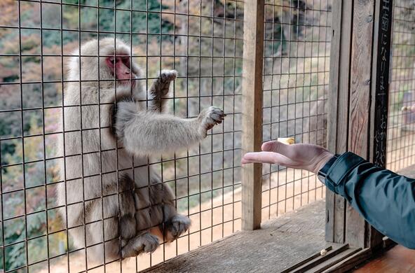 macaque