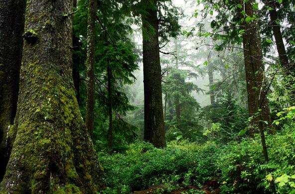 old_growth_forest_pacific_northwest