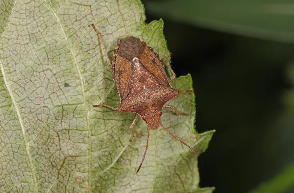 stink bug