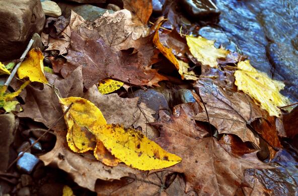 leaves in stream