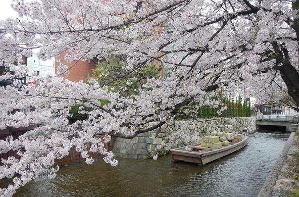 cherry blossoms