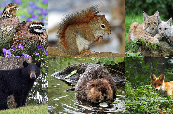 biodiversity