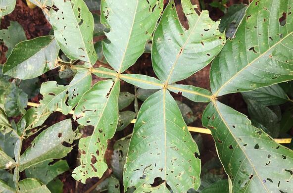 herbivory