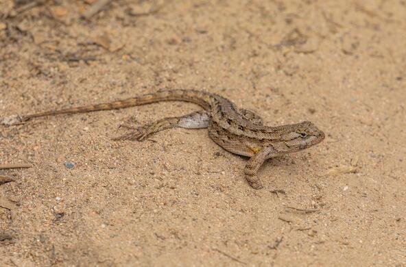 fence lizard