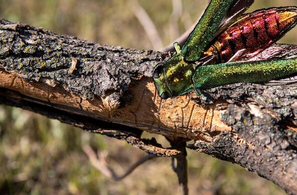 emerald ash borer