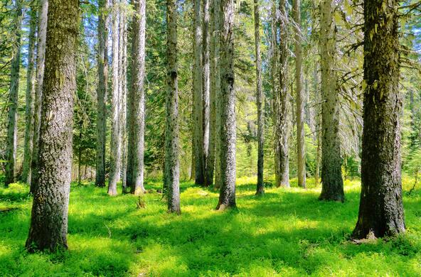 lodgepole pine