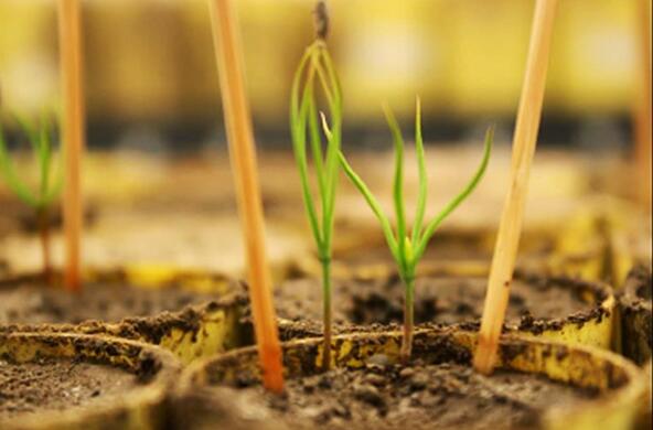 seedling