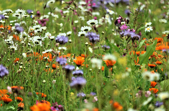 A colorful wildflower meadow