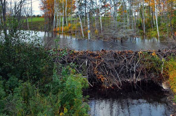 beaver dam