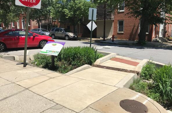 rain garden