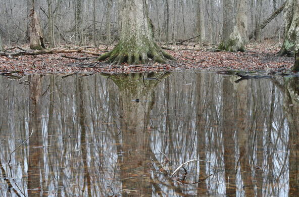 Vernal pool