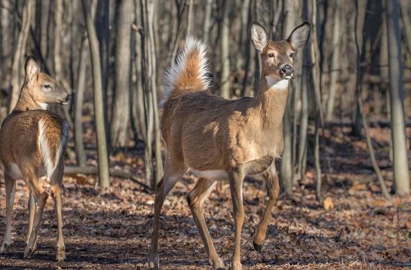 white tailed deer