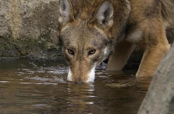 red wolf