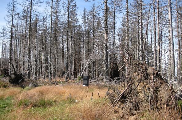 Forest ravaged by acid rain