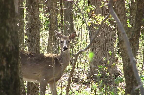 A doe in the forest