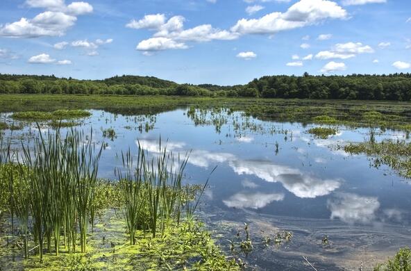 A marshy ecosystem