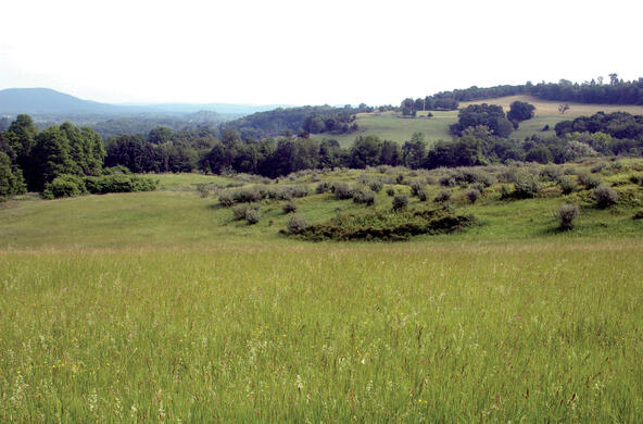 Fallow land where vegetation shows succession