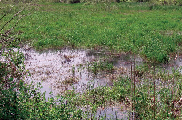 A wetland at Cary Institute
