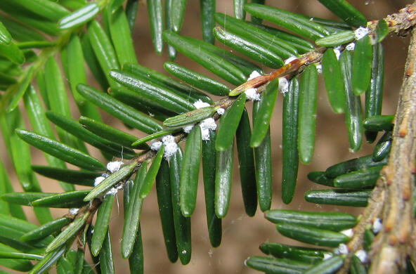 Signs of the woolly adelgid on a pine branch