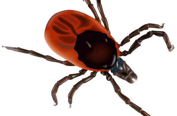 A blacklegged tick
