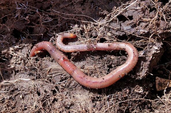 An earthworm in the soil