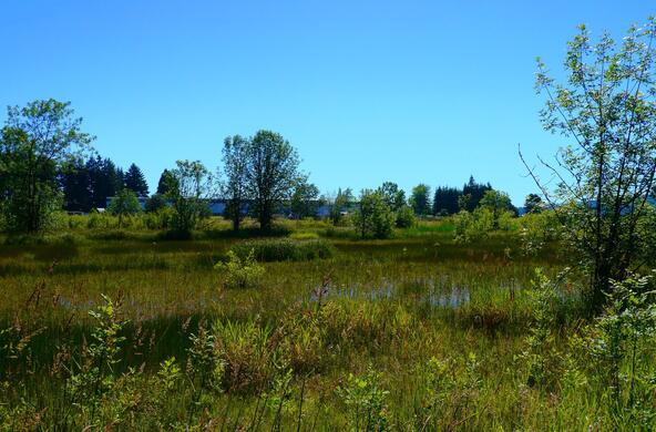 wetlands