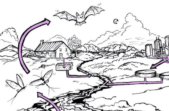 diagram showing how antivirals can flow from wastewater into aquatic insects and then bats 