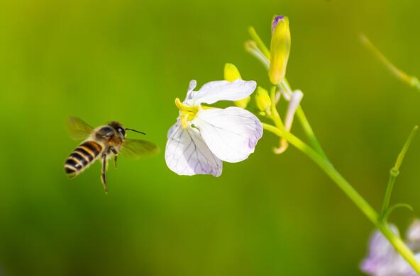 A bee in flight, approaching a flower