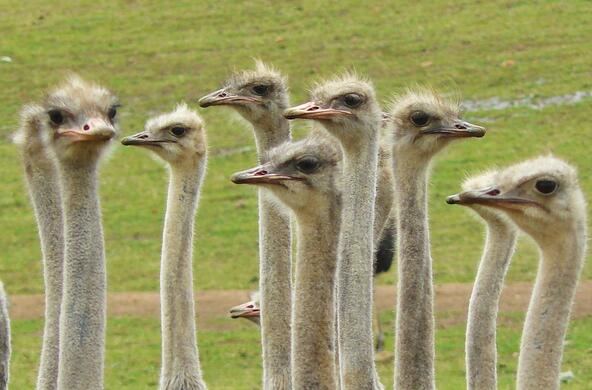 A group of ostriches, from the neck up