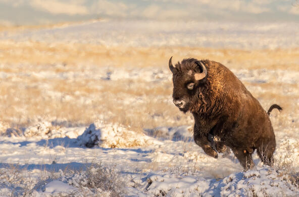 Charging bison in the Rocky Mountain Wildlife Refuge