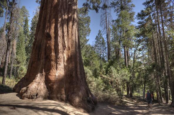 sequoia