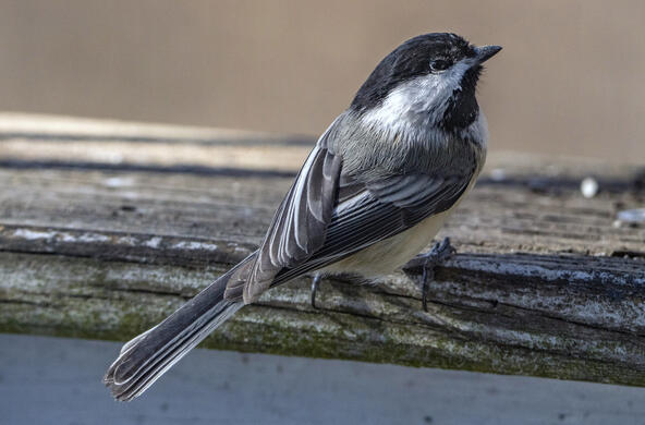 black_capped_chickadee