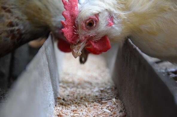 A chicken feeding