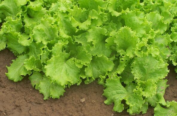 Organic lettuce growing in the earth
