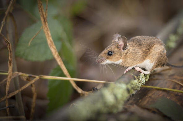 wood mouse on a stick 