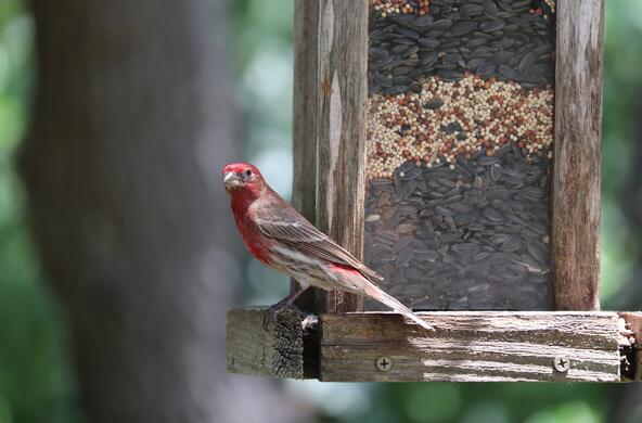 A house finch at a bird feeder