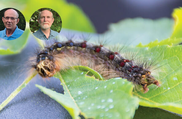 spongy moth event