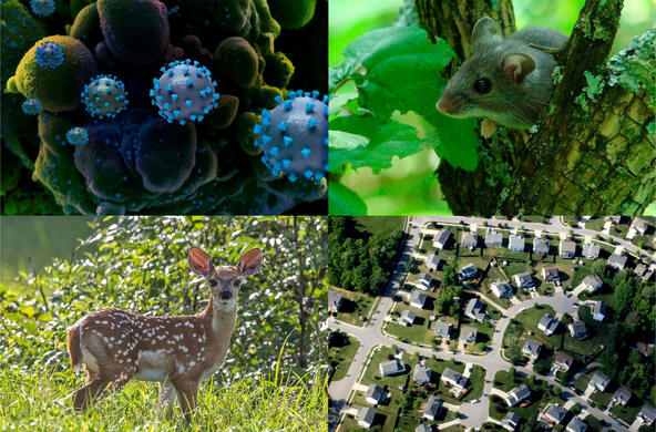 collage of images, including sars-cov-2 virus, deer mouse, white tailed deer, and aerial view of a suburban neighborhood 