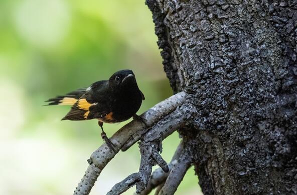 Black and yellow bird on a tree branch